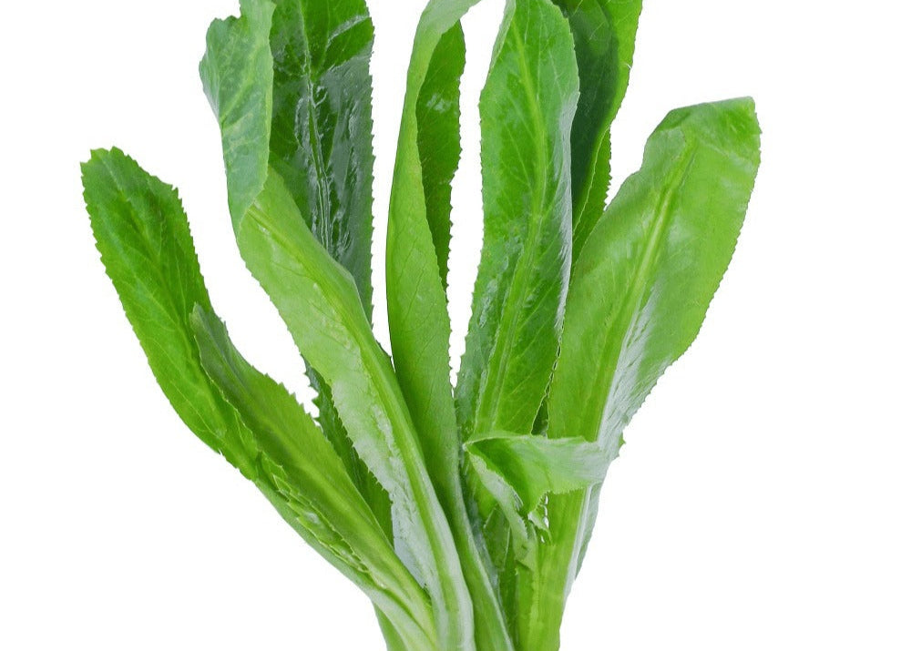 Culantro Orgánico