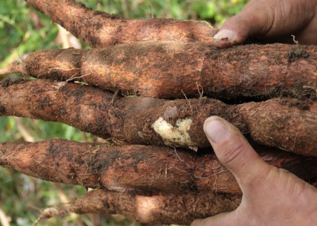 Yuca Orgánica