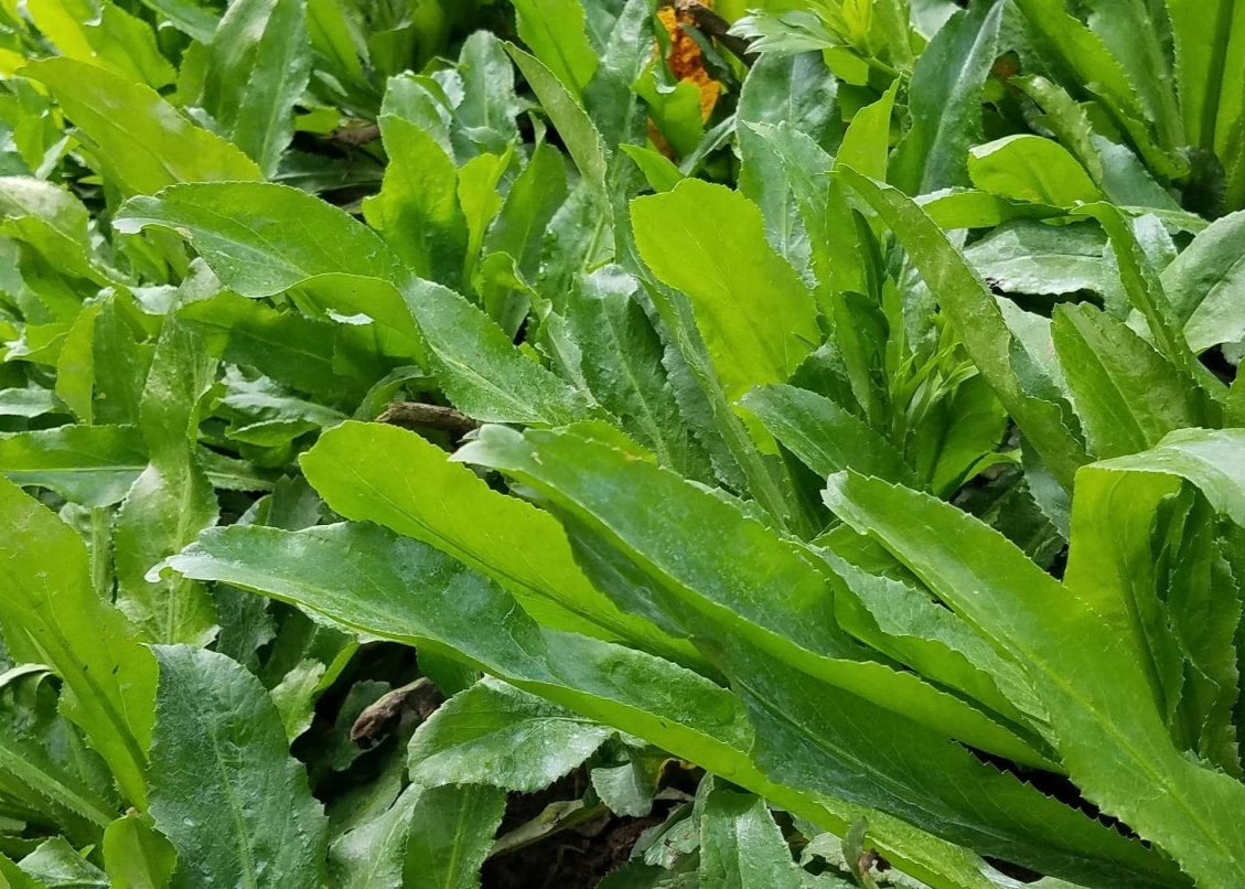 Culantro Orgánico
